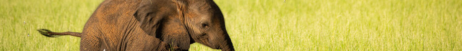 Image of a neonatal African Elephant CC0