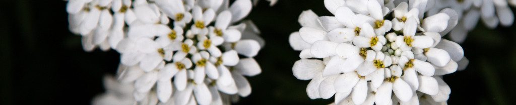 Image of little white flowers cc0