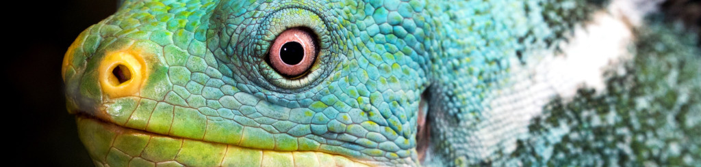 Image of an Iguana smiling cc0