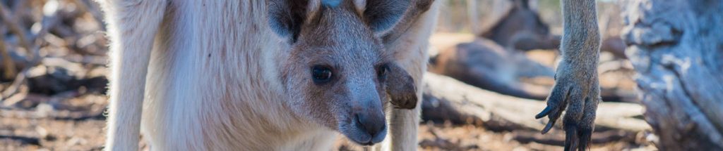Image of a Joey in pouch cc0