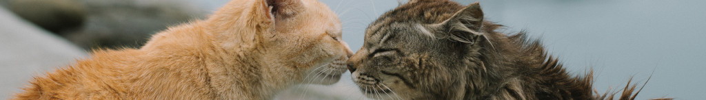 Image of two cats kissing