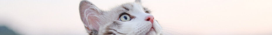 Image of a cat looking upwards CC0