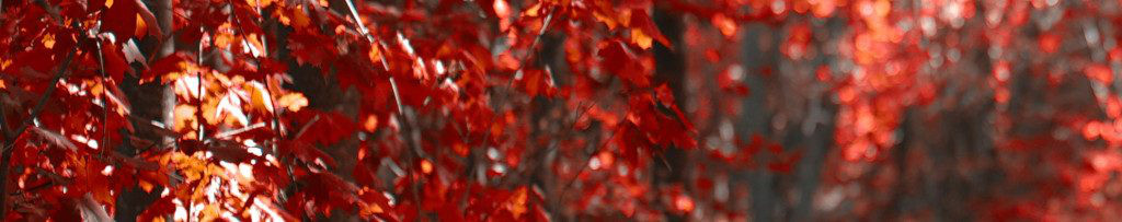 Image of Autumn leaves cc0