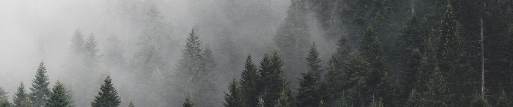Image of misty Montenegro forest cc0