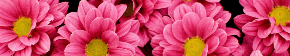 Image of pink flowers cc0
