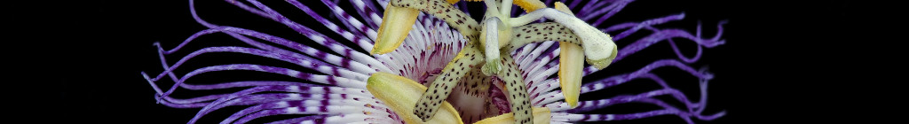 Image of a Passion Flower CC0