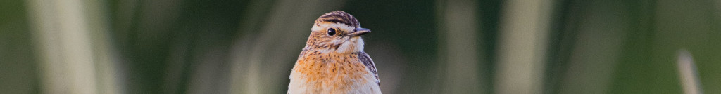 Image of a Reed Bunting cc0