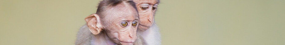 Image of two Rhesus monkeys CC0