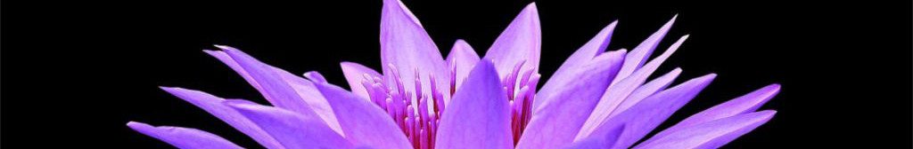 Image of a Water Lily blooming cc0