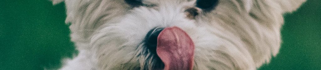 Image of a West Highland White dog cc0