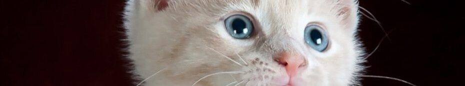 Image of white DSH Kitten face cc0