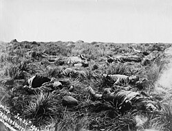 Image of British casualties in the African Boer wars 1900